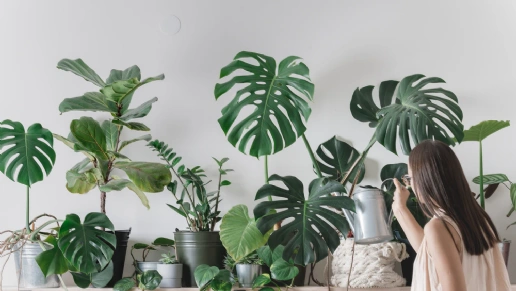 Home Decor